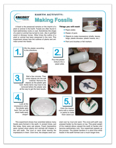 Click here to download the fossil activity